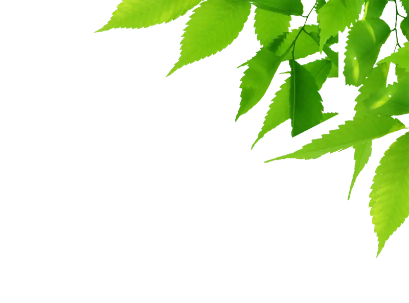 Green Leaves on Transparent Background