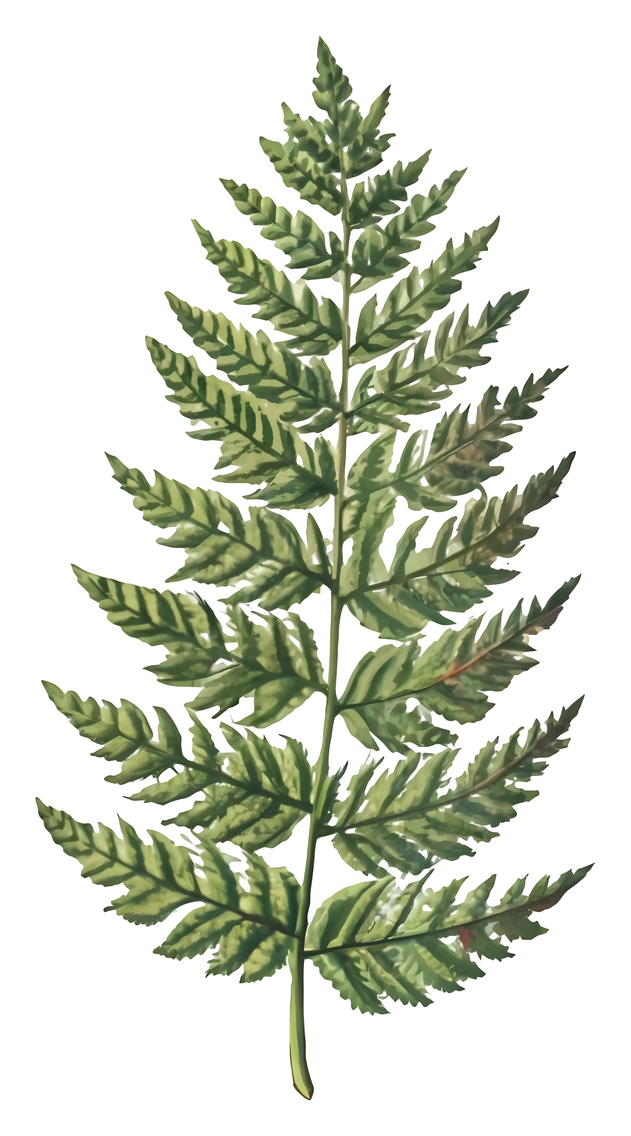 Fern Leaf Botanical Illustration