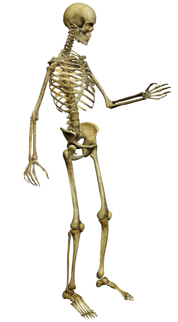 Detailed Human Skeleton Model