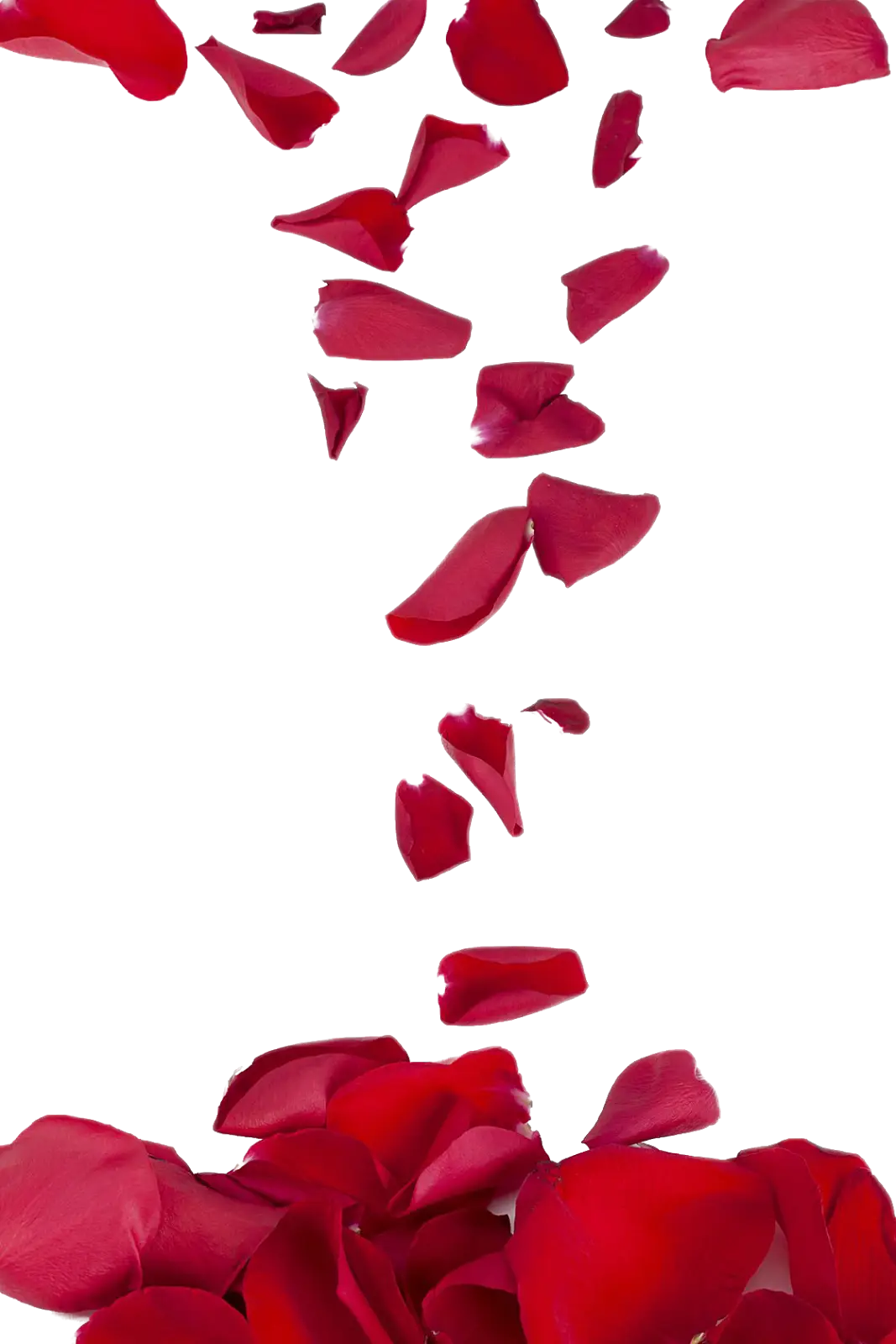 Falling Red Petals