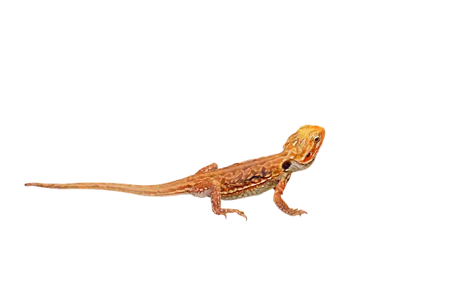 Orange Lizard on Transparent Background
