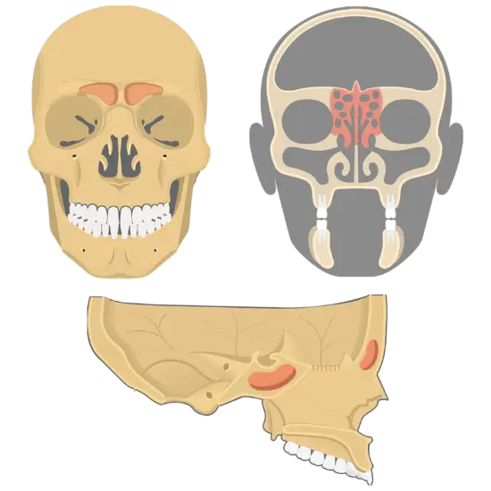 Human Skull and Facial Anatomy Illustration