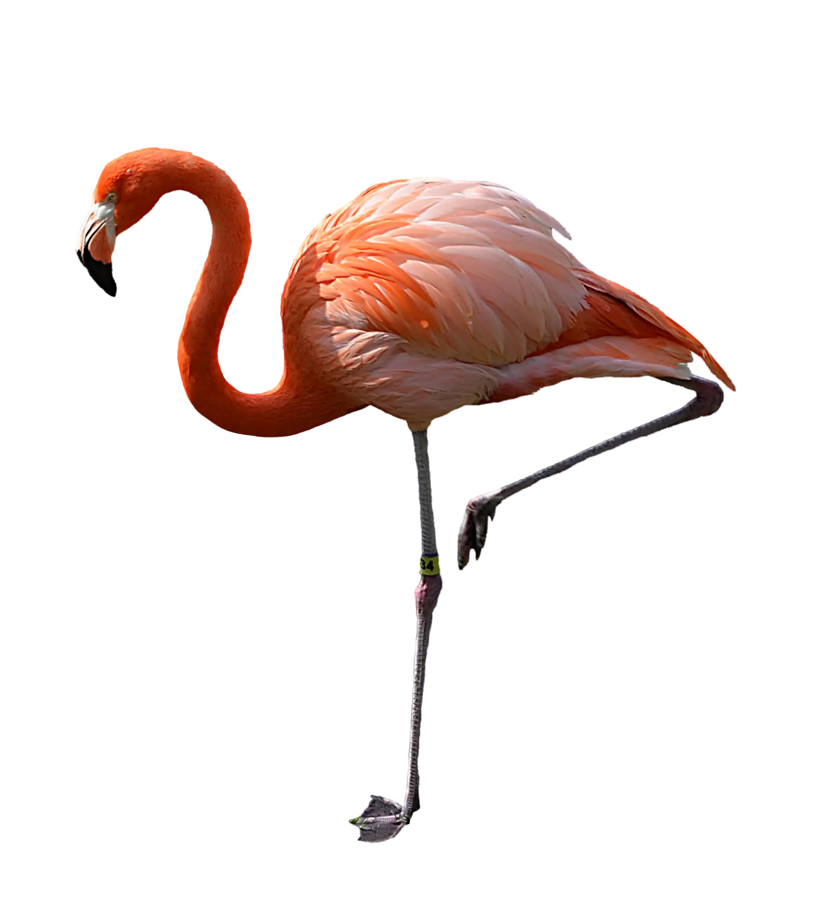 Standing Flamingo with Vibrant Pink Feathers