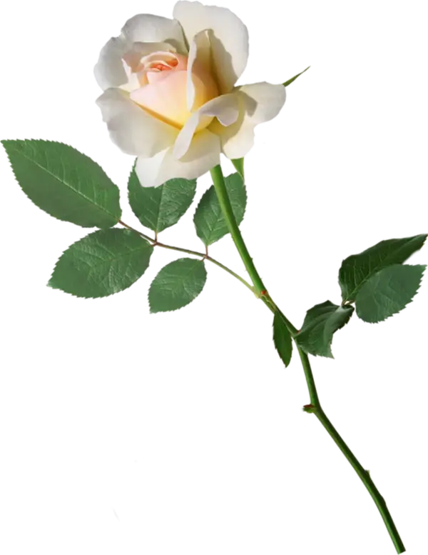 Elegant White Rose Illustration