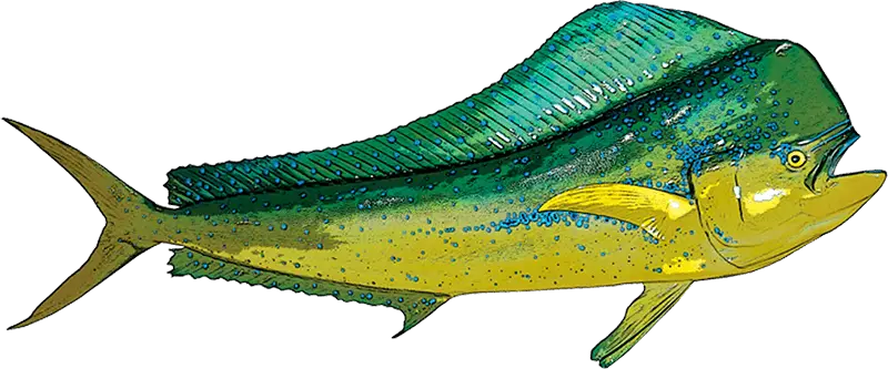 Mahi-Mahi Fish with Vibrant Colors