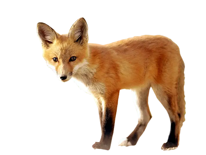 Realistic Red Fox Illustration