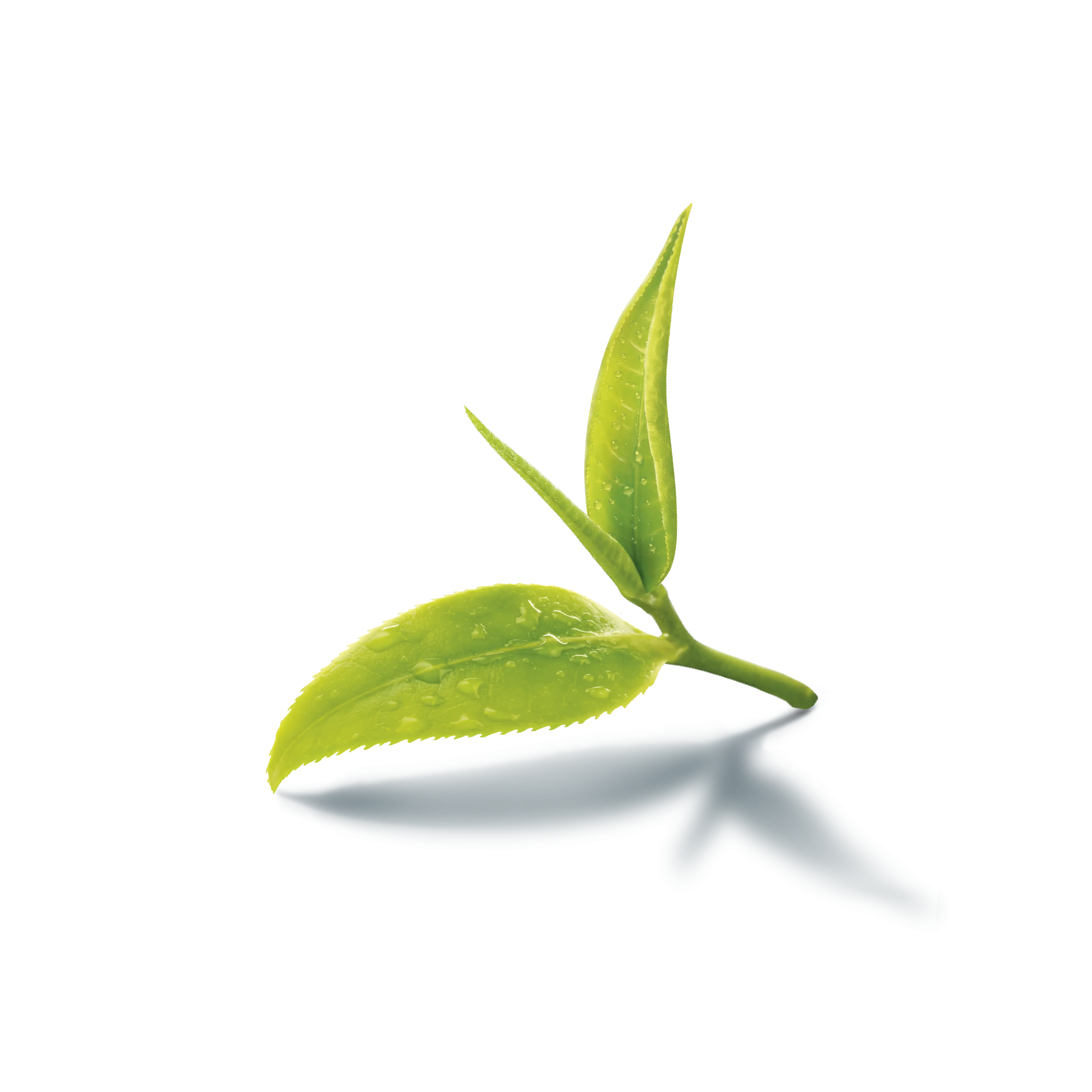 Green Leaf Sprout with Water Drops
