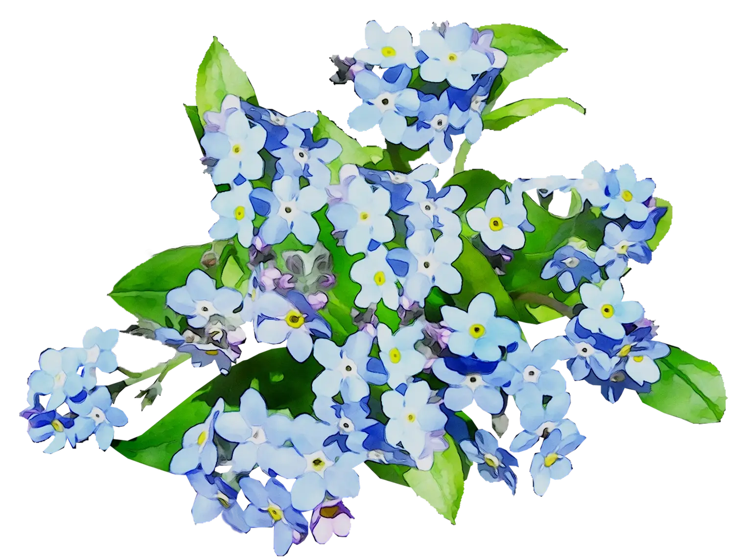 Beautiful Blue Forget-Me-Not Flowers Illustration