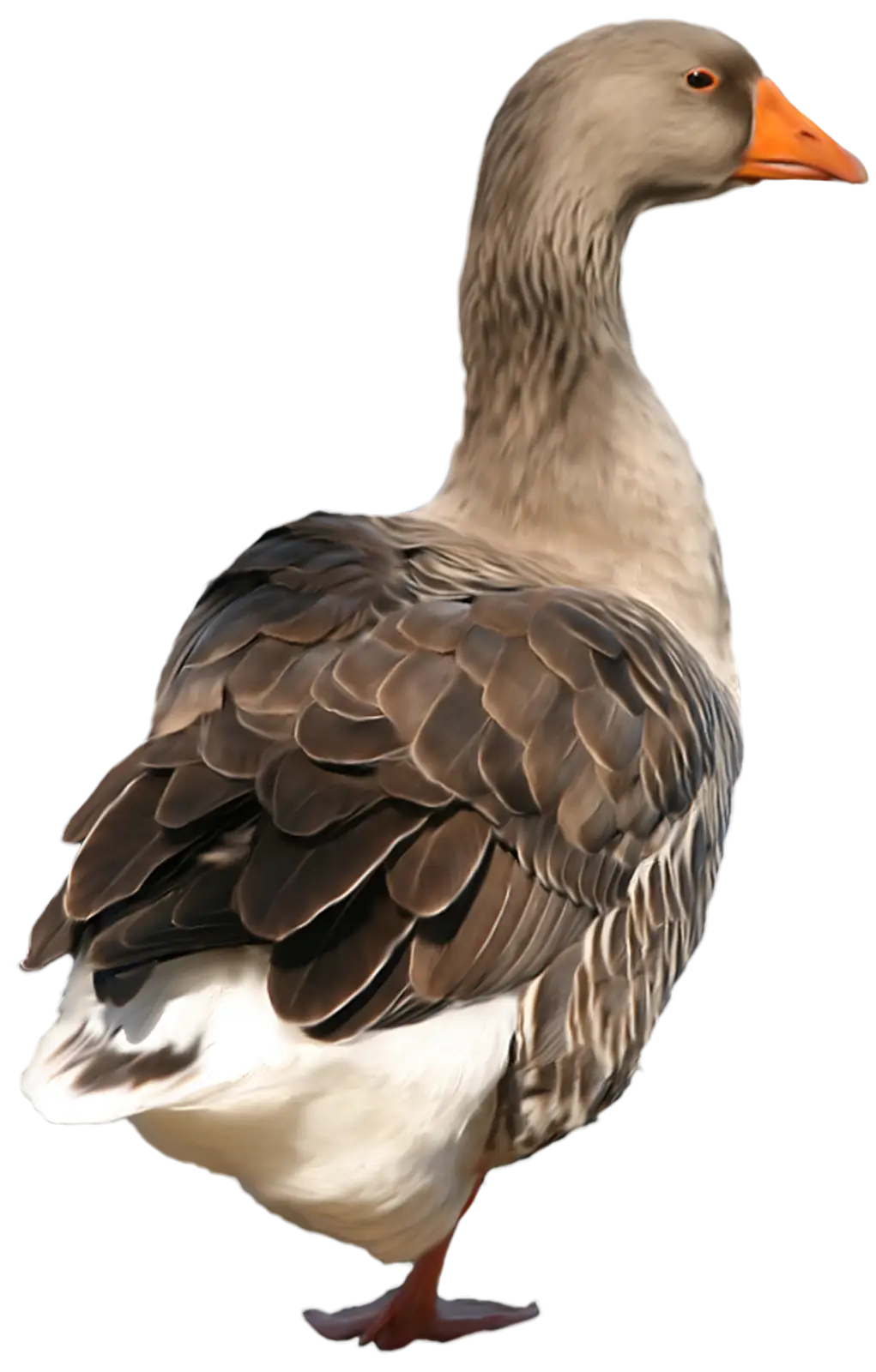Brown Goose Standing
