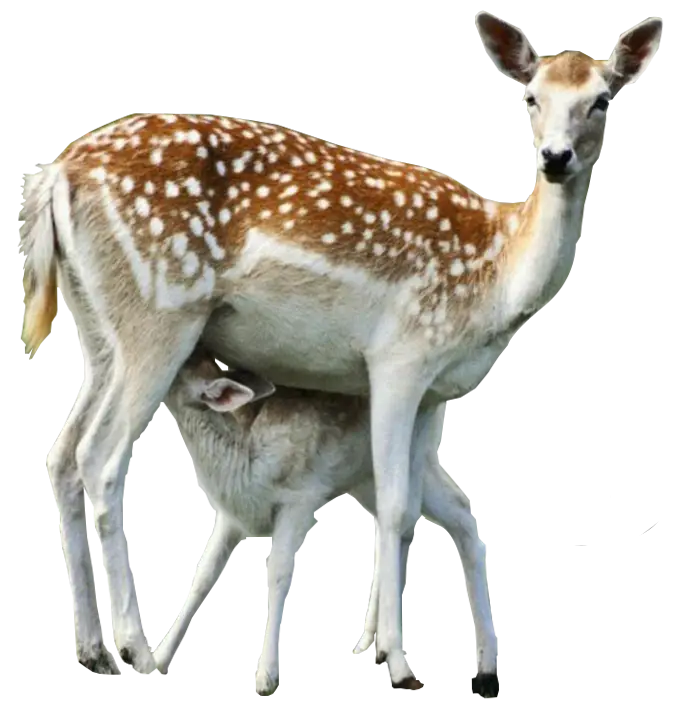 Mother Deer with Fawn