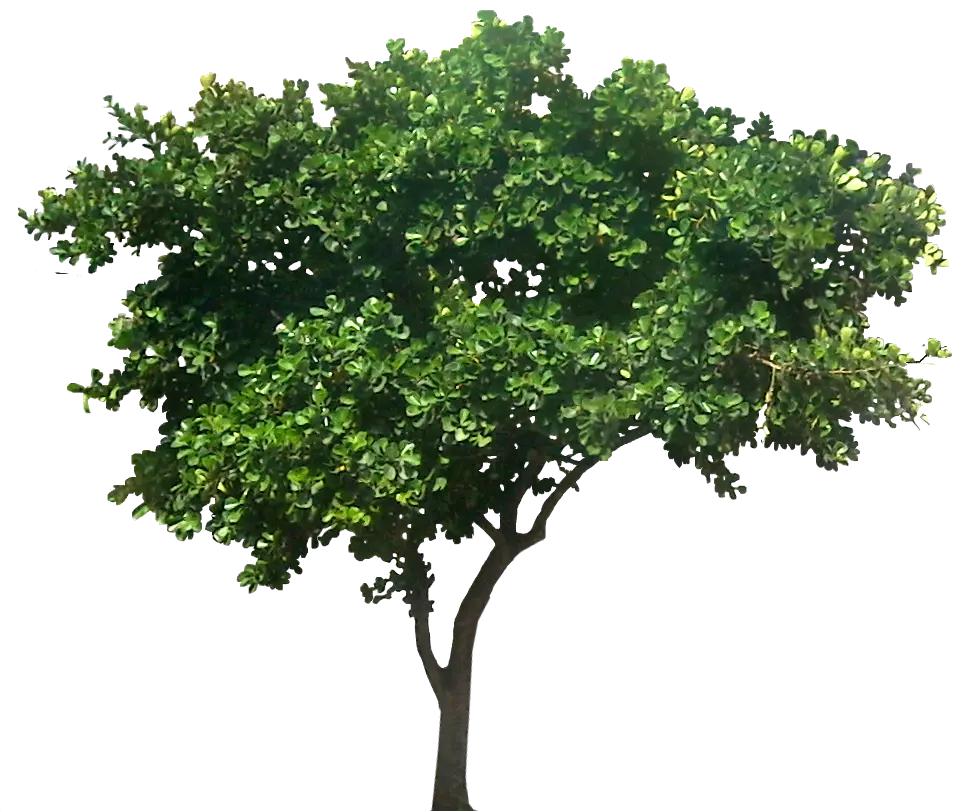 Beautiful Green Tree with Lush Foliage