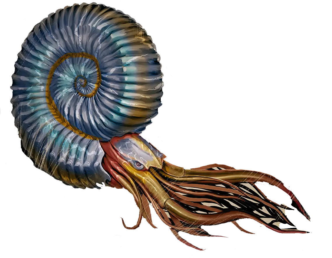 Colorful Ammonite Fossil Illustration