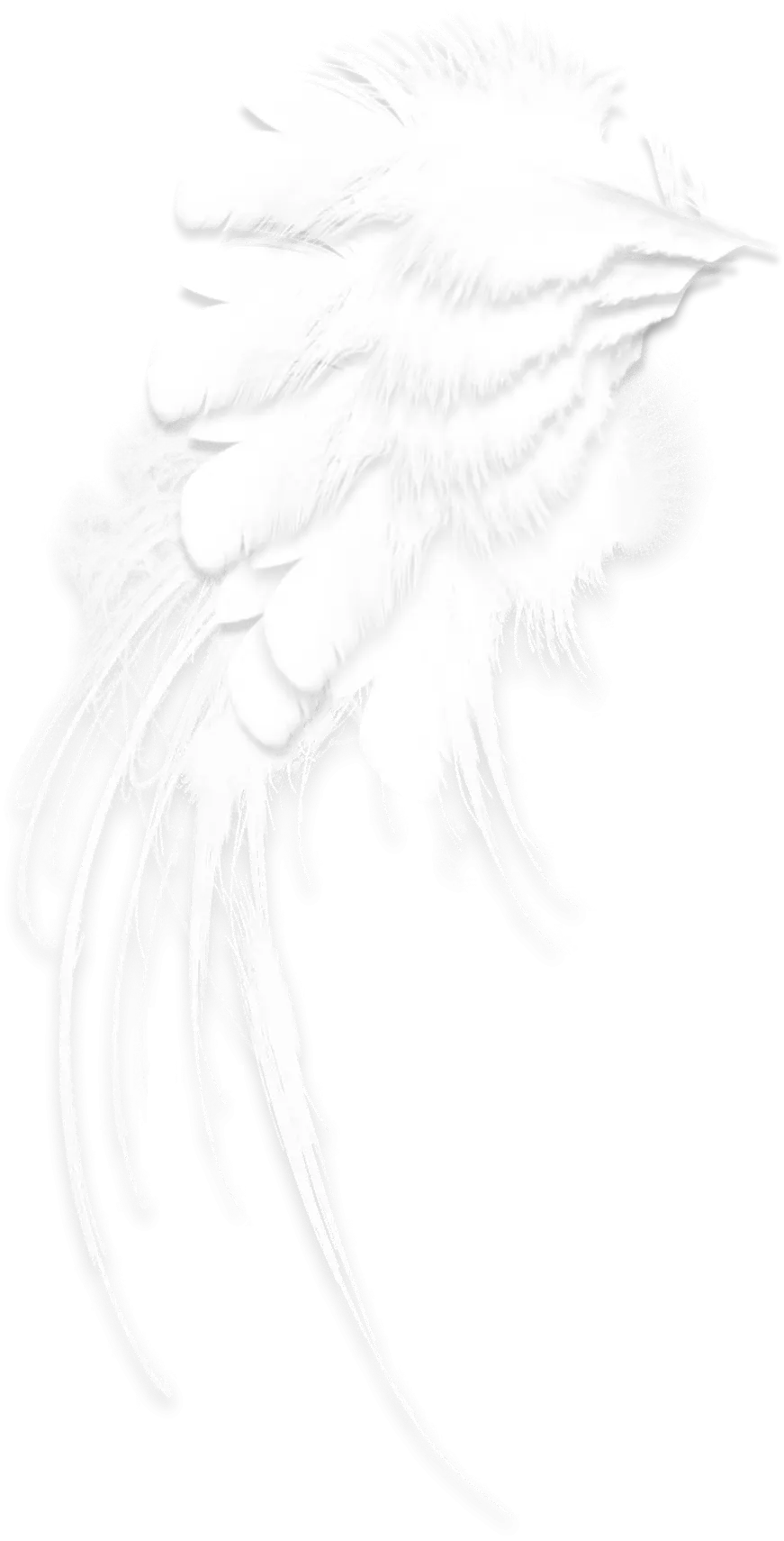 White Feather Illustration