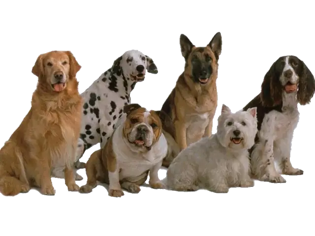 Group of Dogs of Different Breeds