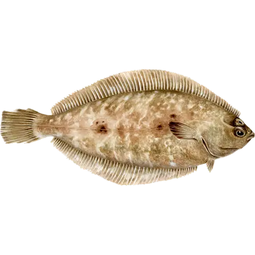 Flatfish