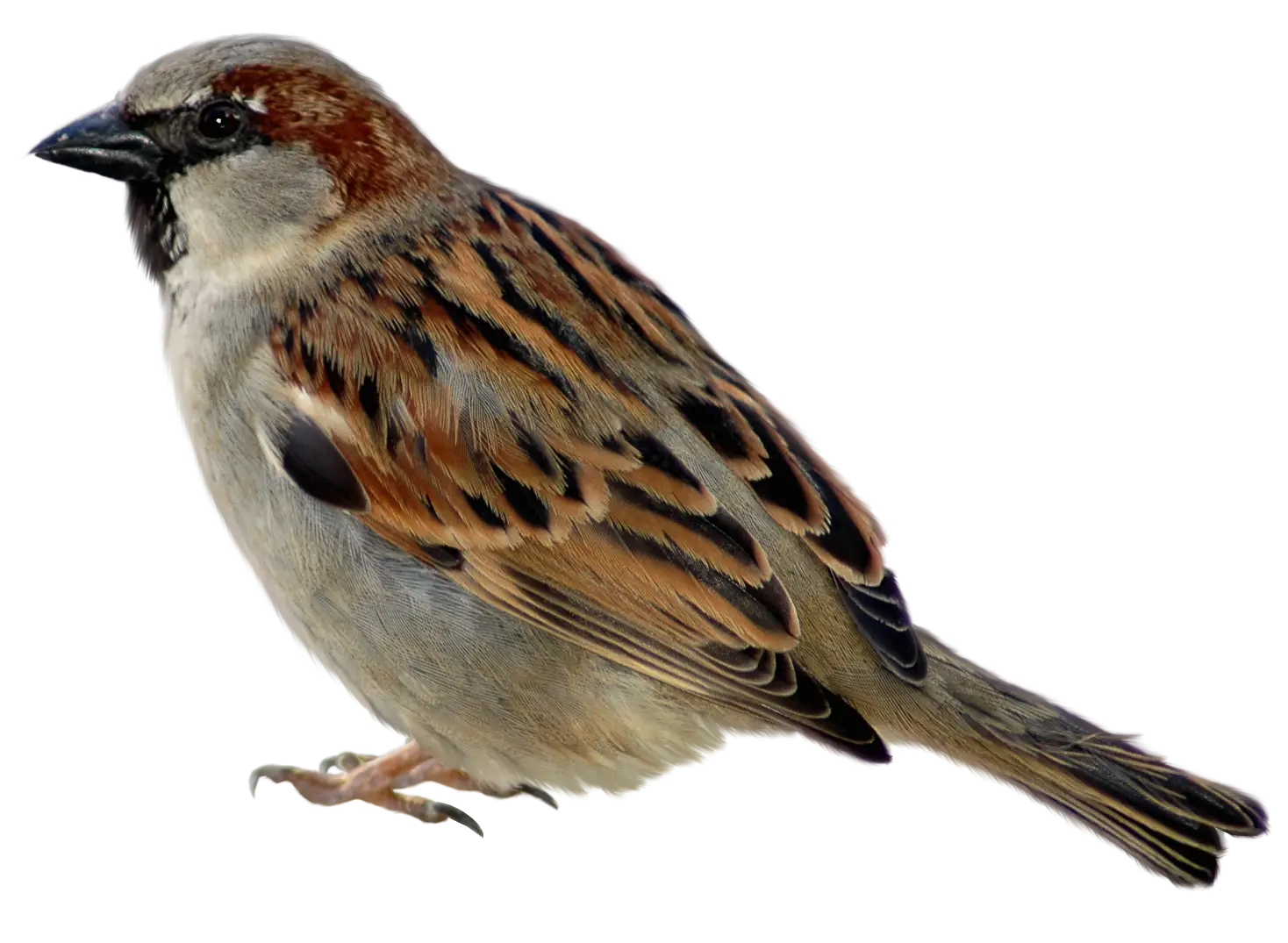 Sparrow Bird Close-up