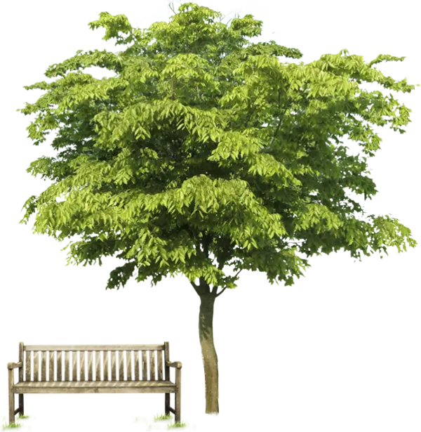 Green Tree and Wooden Bench in Park View