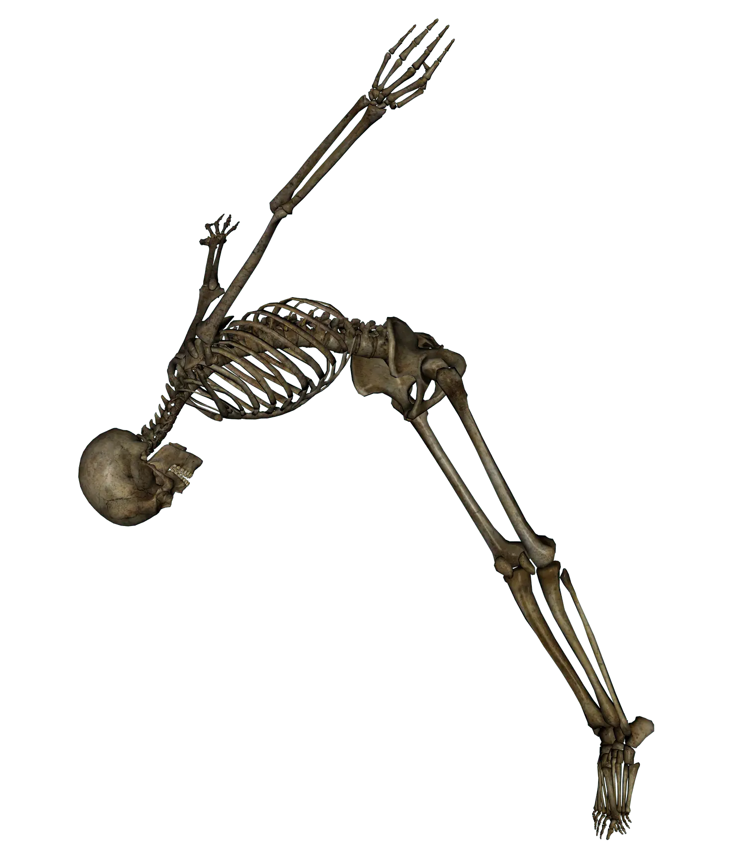 Skeleton in Motion Illustration