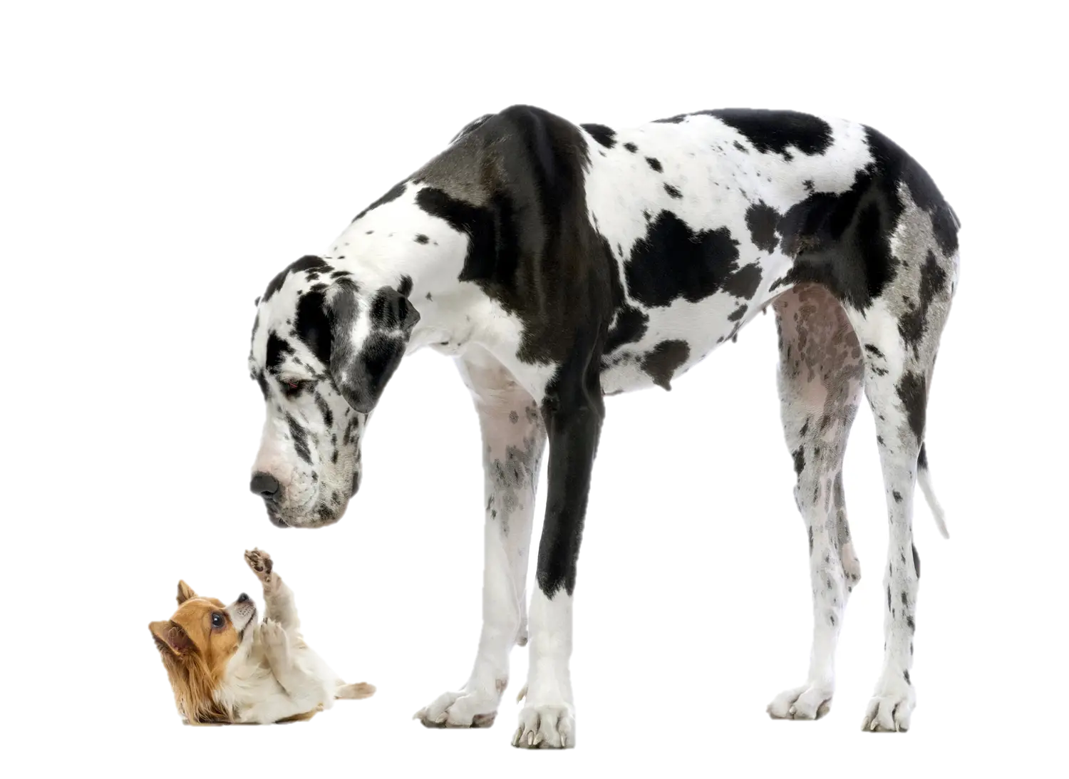 Great Dane and Small Dog Interaction