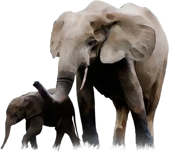 Elephant with Calf in Natural Setting