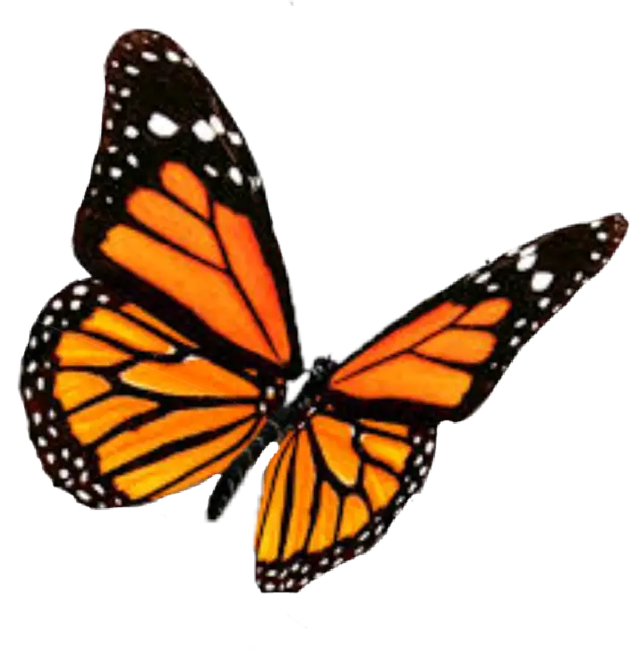 Vivid Orange Monarch Butterfly with Black Stripes