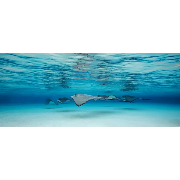 Stingrays Swimming Underwater