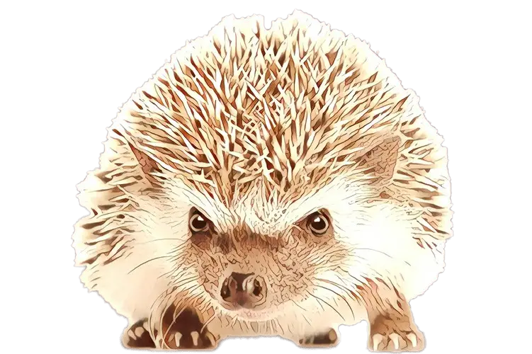 Adorable Hedgehog