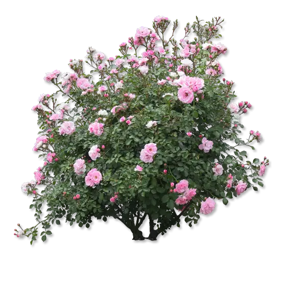Beautiful Pink Rose Bush in Bloom