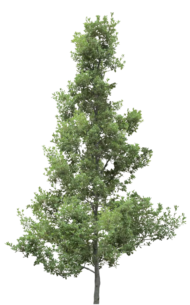 Tall Green Tree Illustration