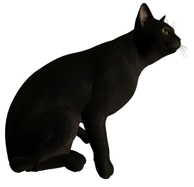 Black Cat Illustration