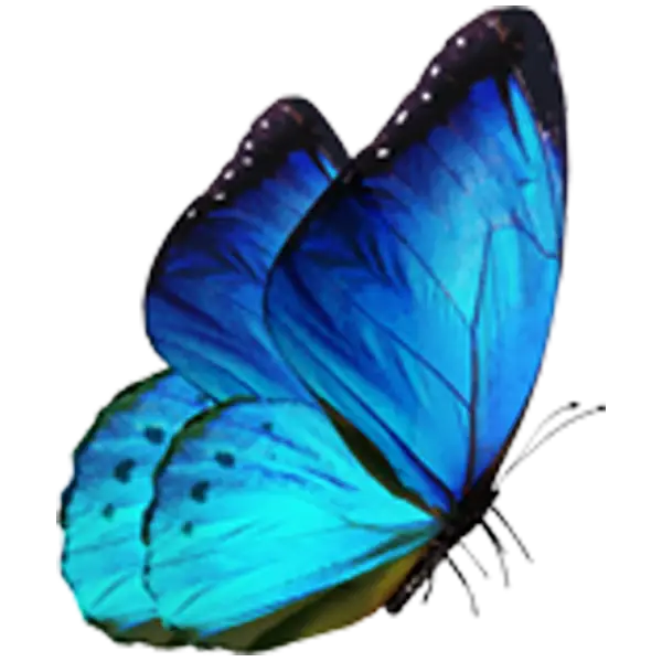 Beautiful Blue Butterfly with Folded Wings