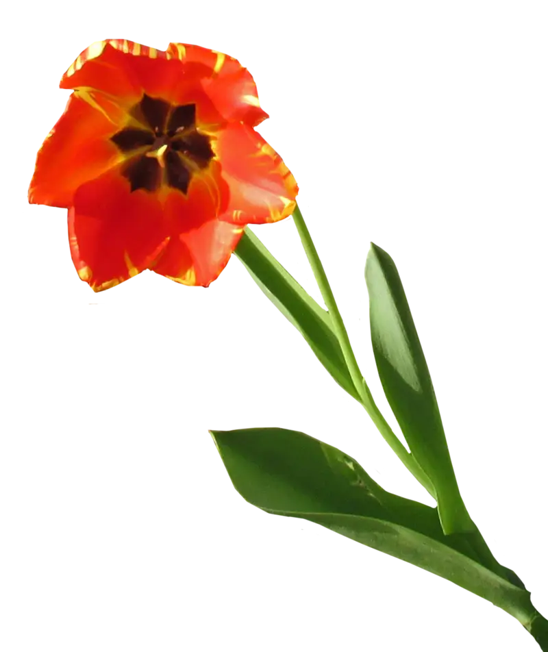 Vibrant Red Tulip Flower