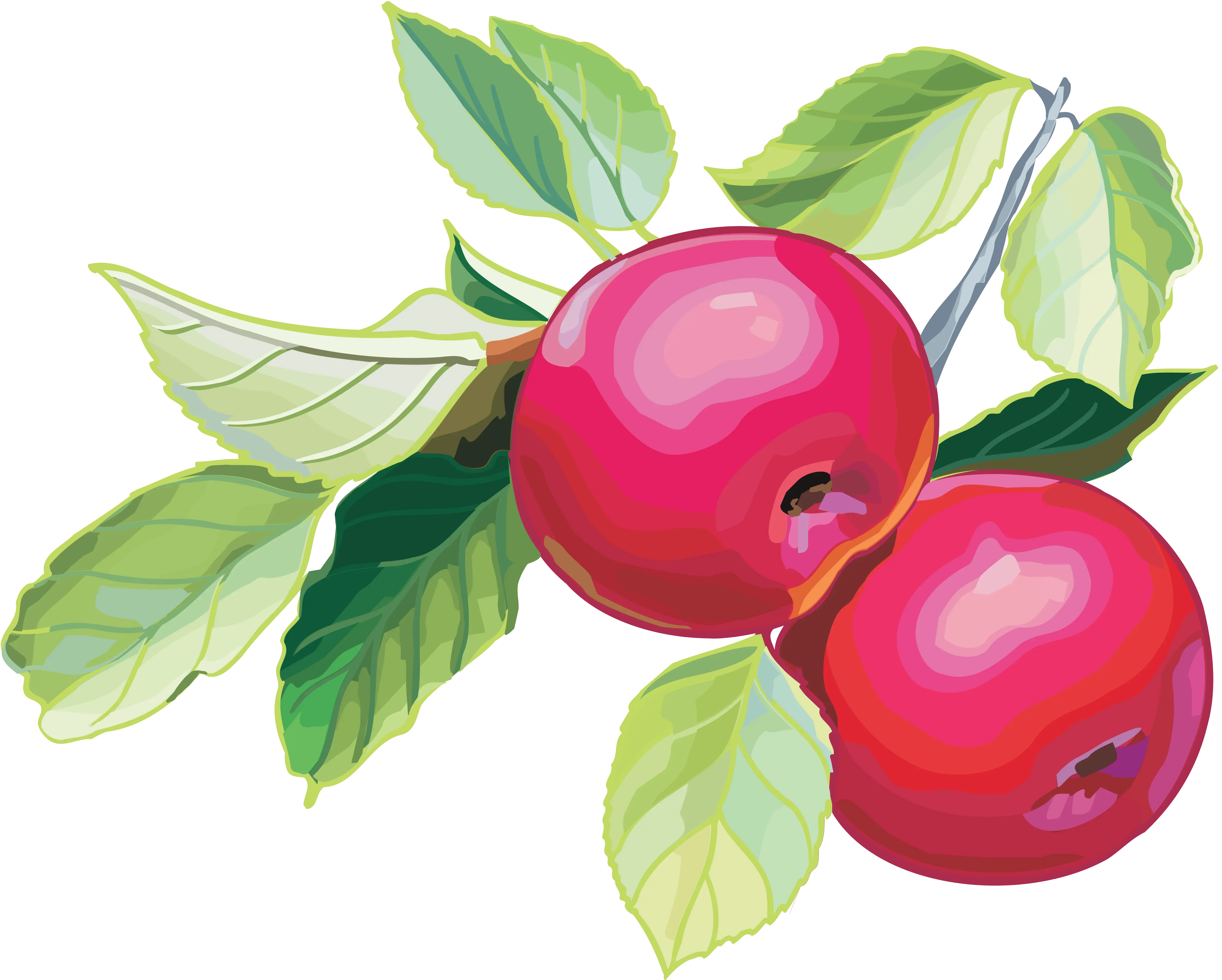Red Apples with Leaves Illustration