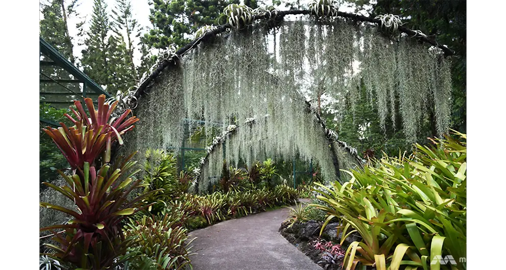 Beautiful Garden Path with Lush Greenery