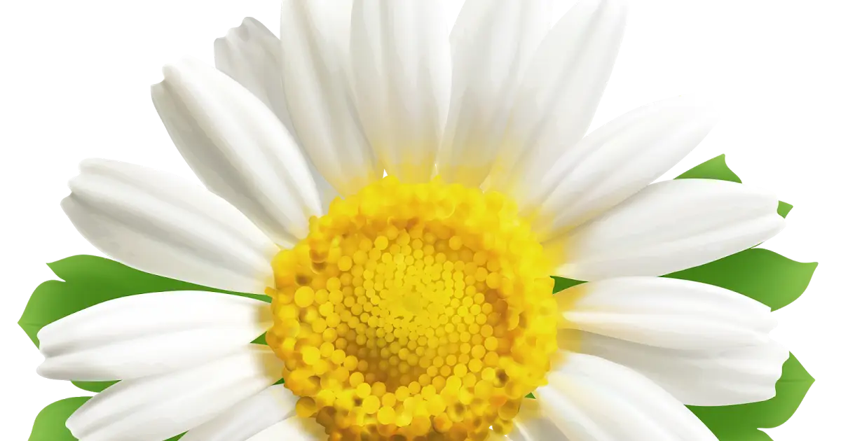 White Daisy Flower with Yellow Center