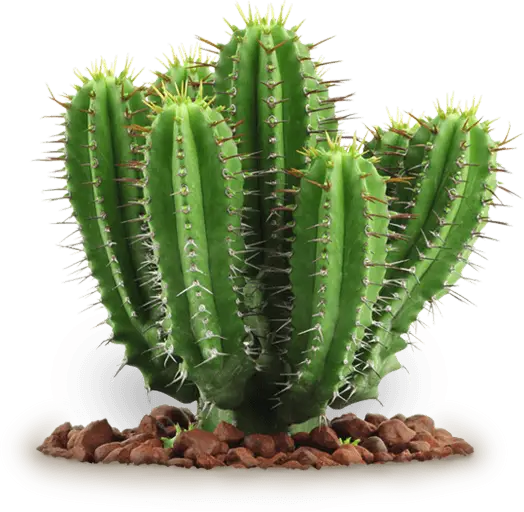 Thorny Green Cactus