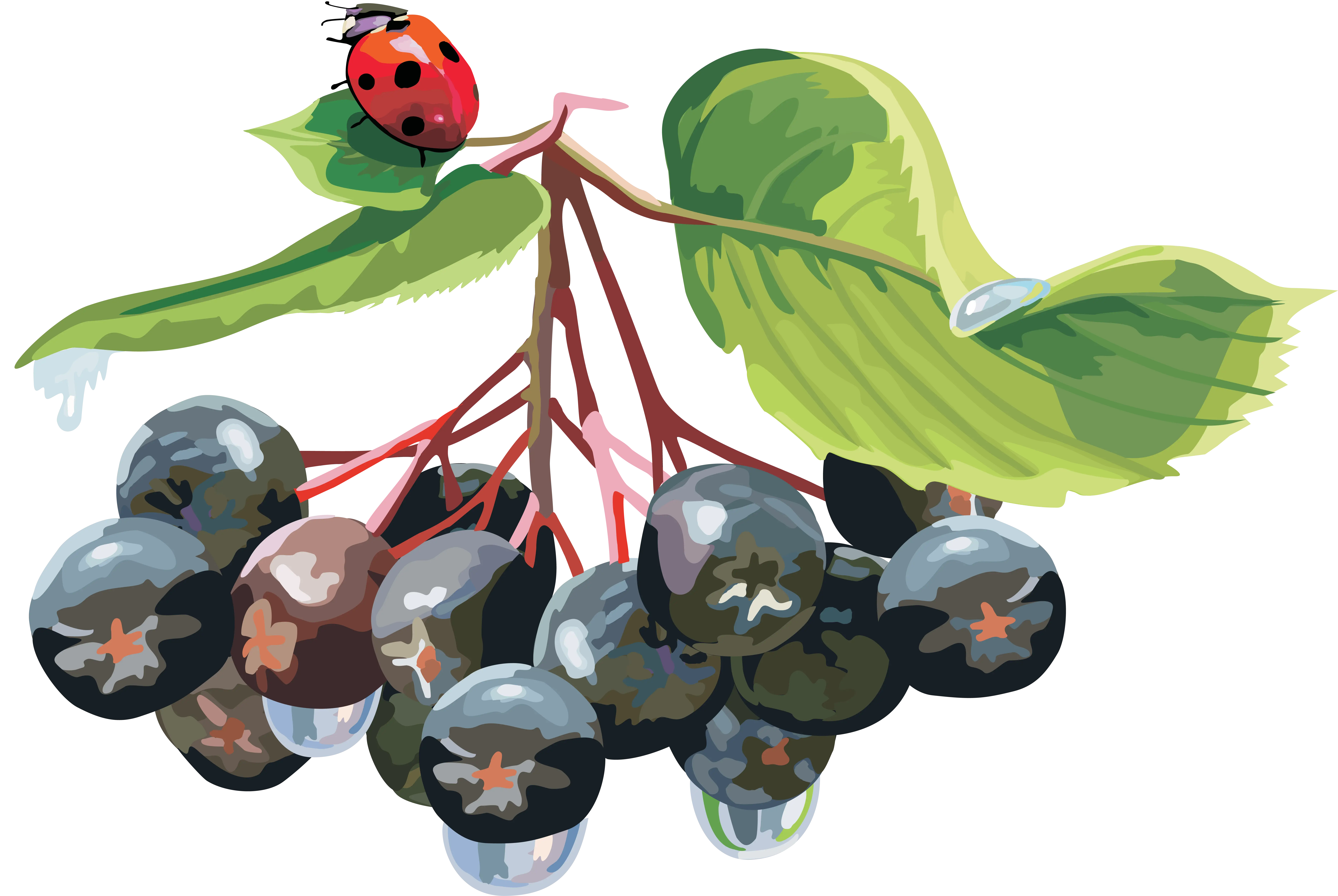 Artistic Depiction of Black Berries and a Ladybug