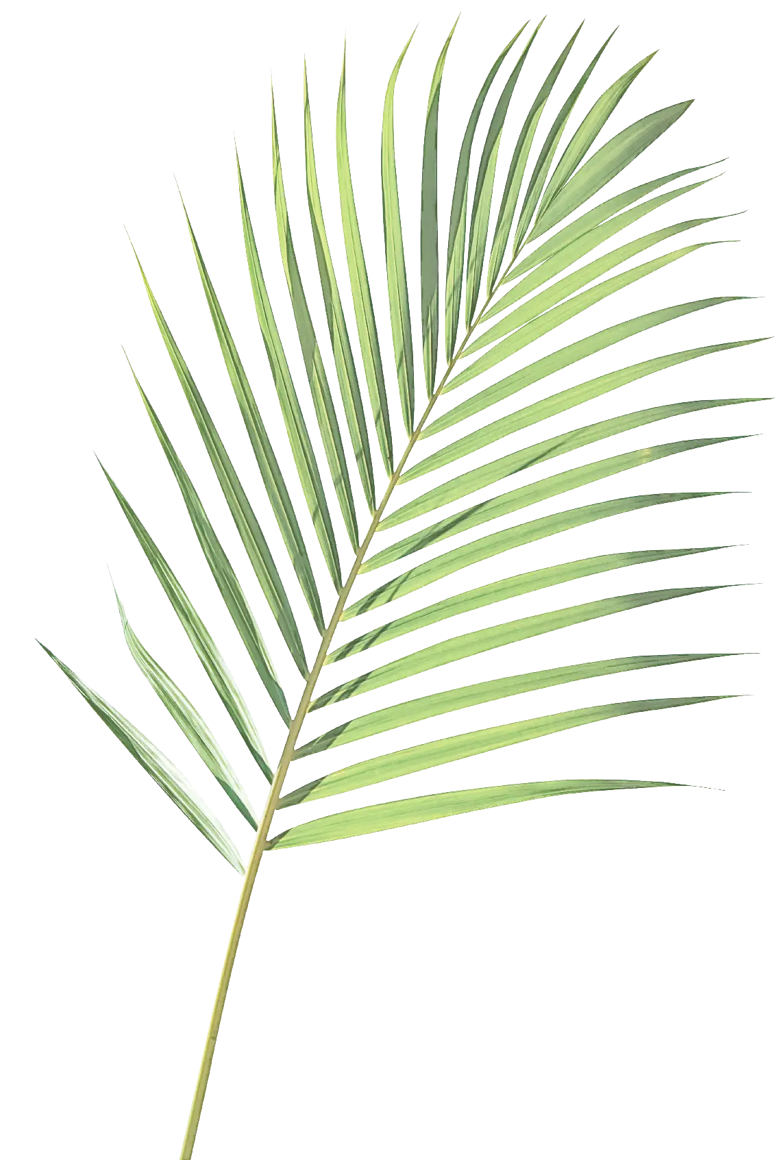 Green Palm Leaf Illustration