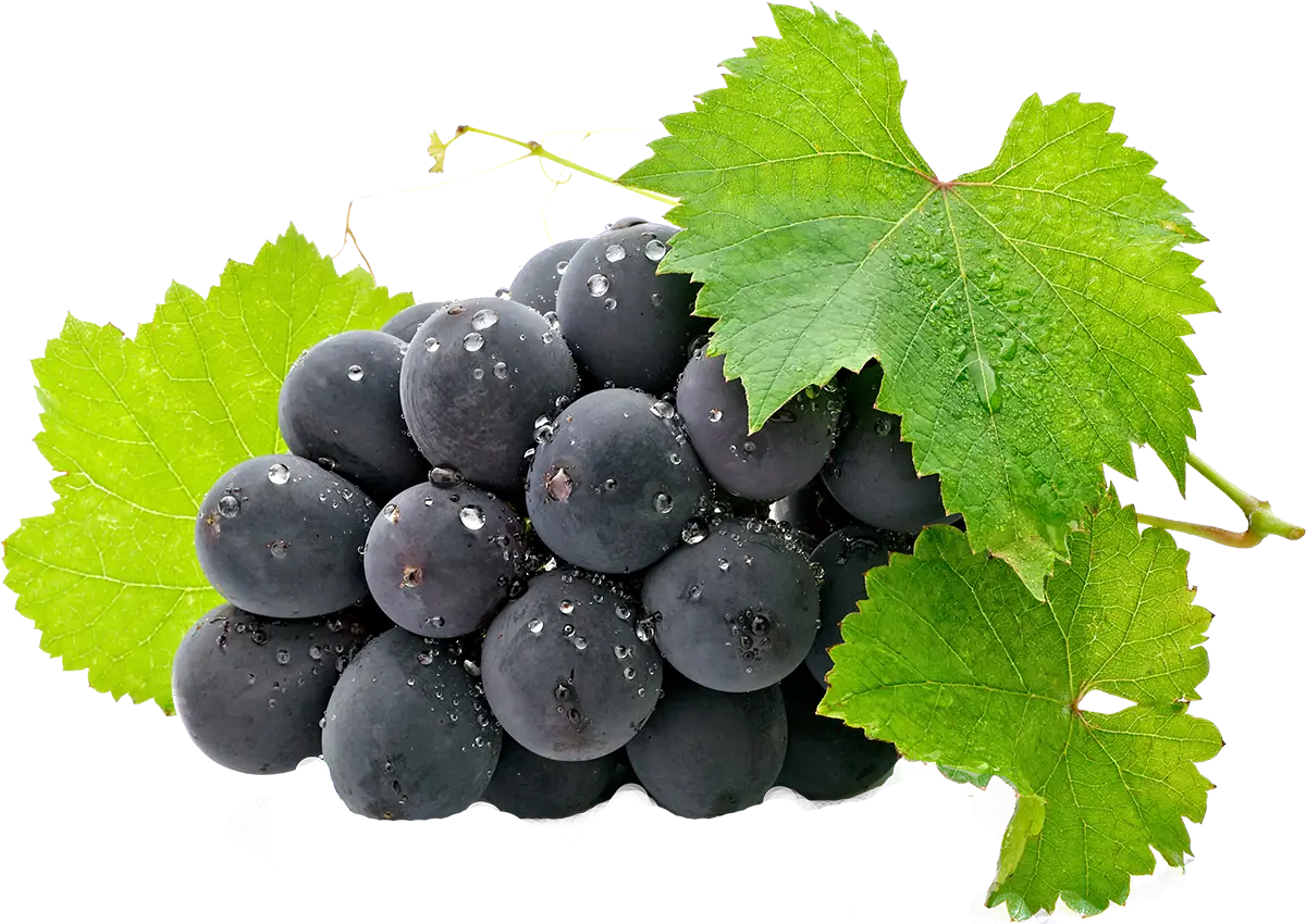 Black Grapes with Green Leaves â€“ Fresh and Juicy