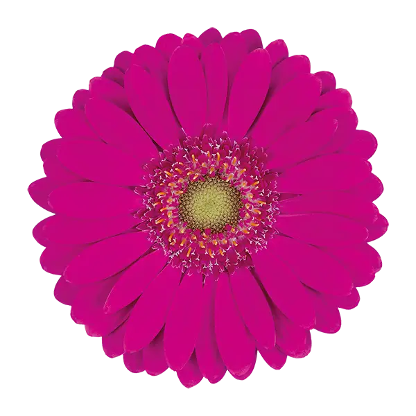 Pink Gerbera Daisy with Detailed Petals