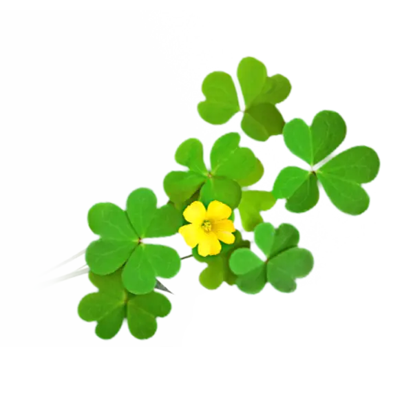 Clover with Green Leaves and Yellow Flower