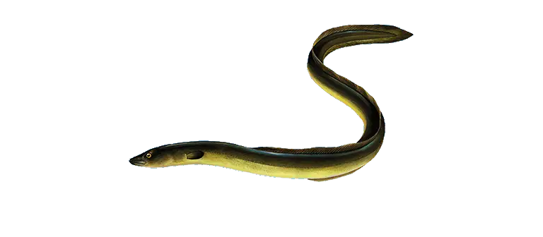 Yellow Eel in Streamlined Form