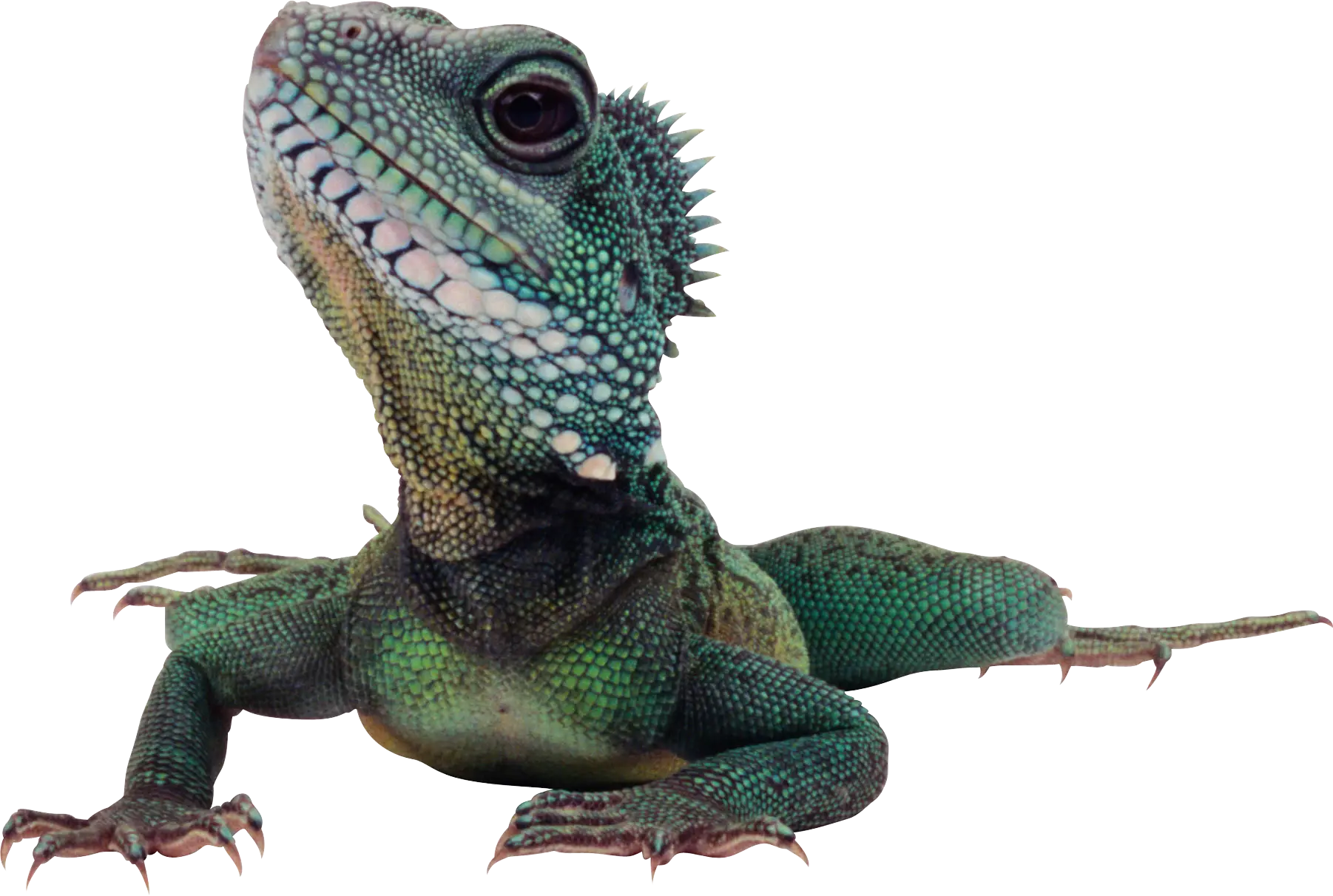 Green Lizard in Natural Pose