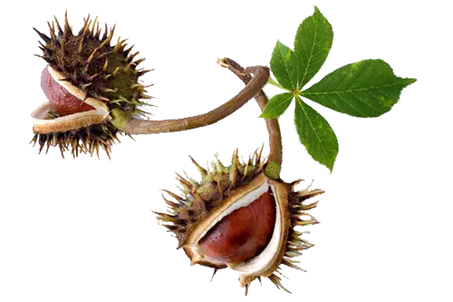 Chestnut Branch with Leaves and Spiky Shell
