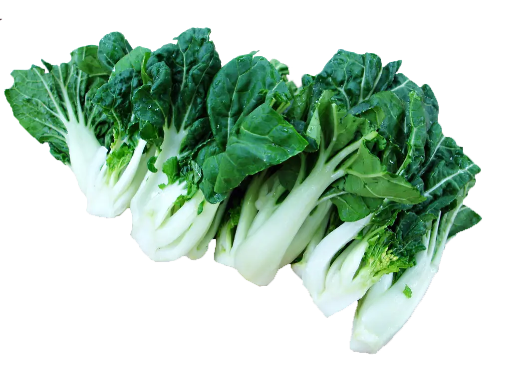 Fresh Green Bok Choy Vegetables