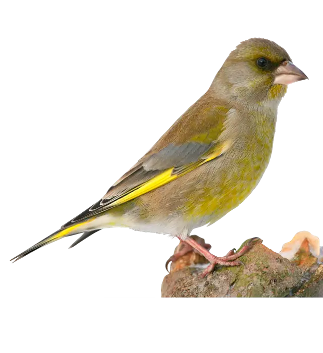Green and Yellow Bird Perched on Branch