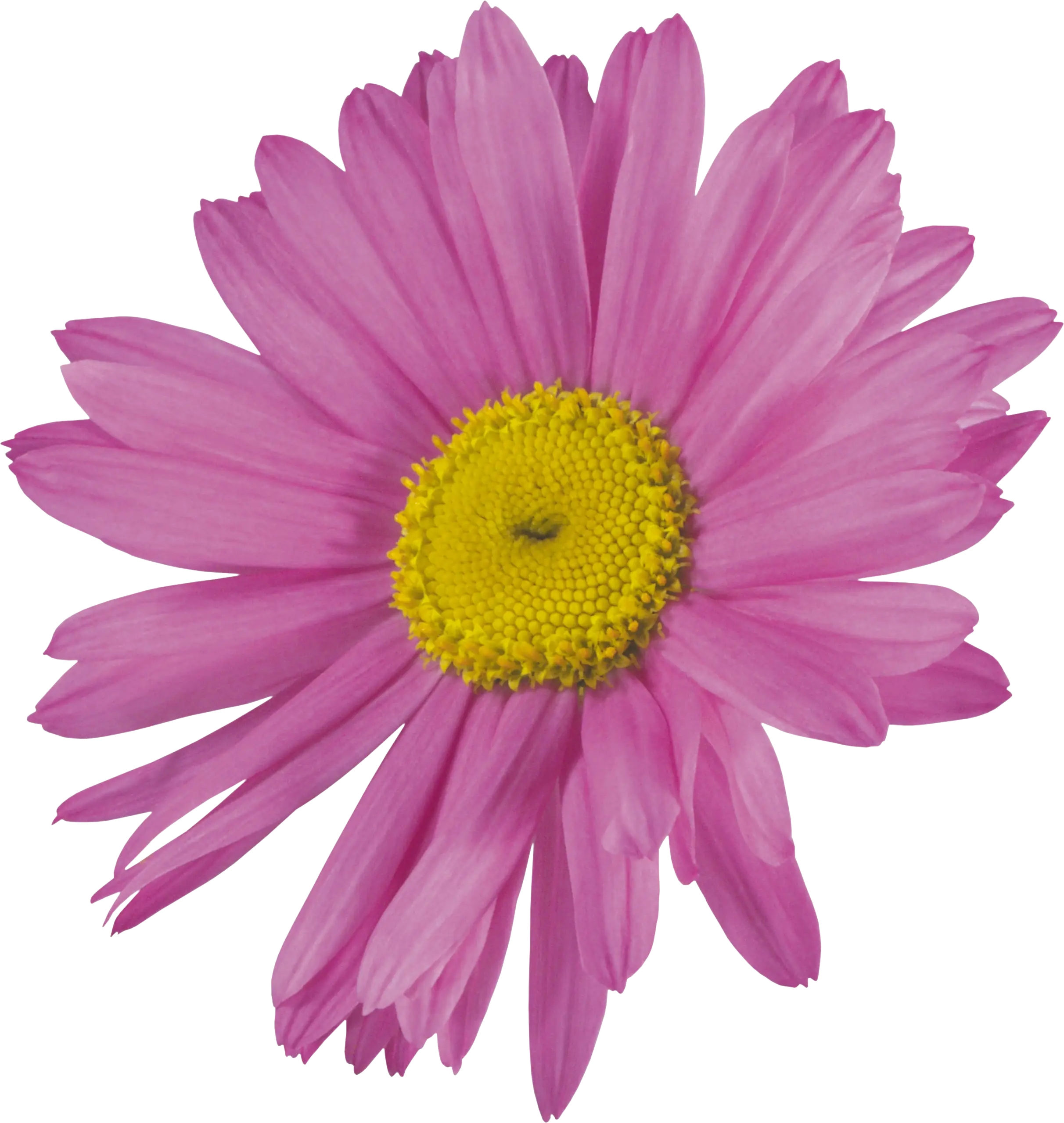 Pink Daisy Flower Bloom Close-Up