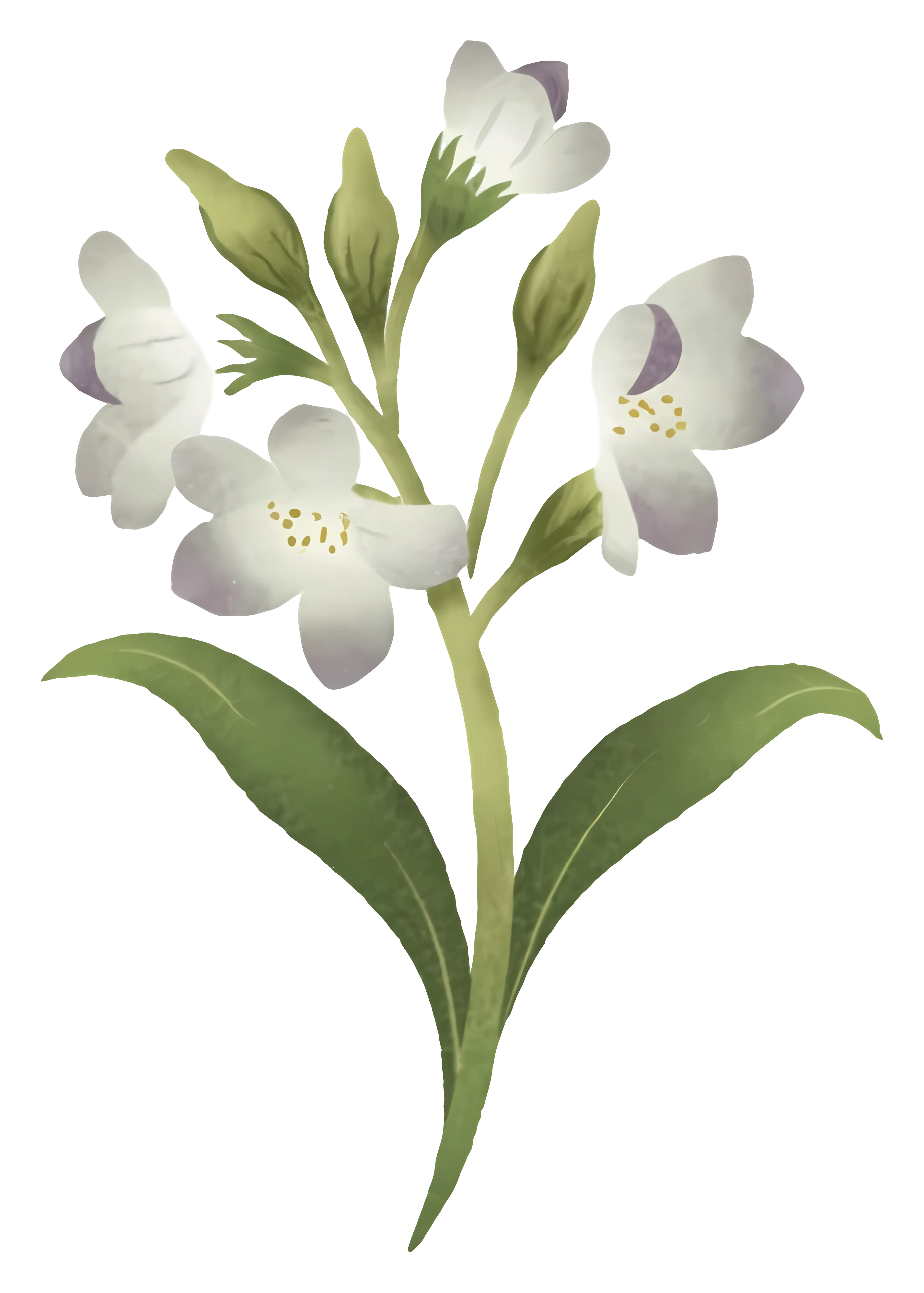 Jasmine Flower with Delicate White Petals
