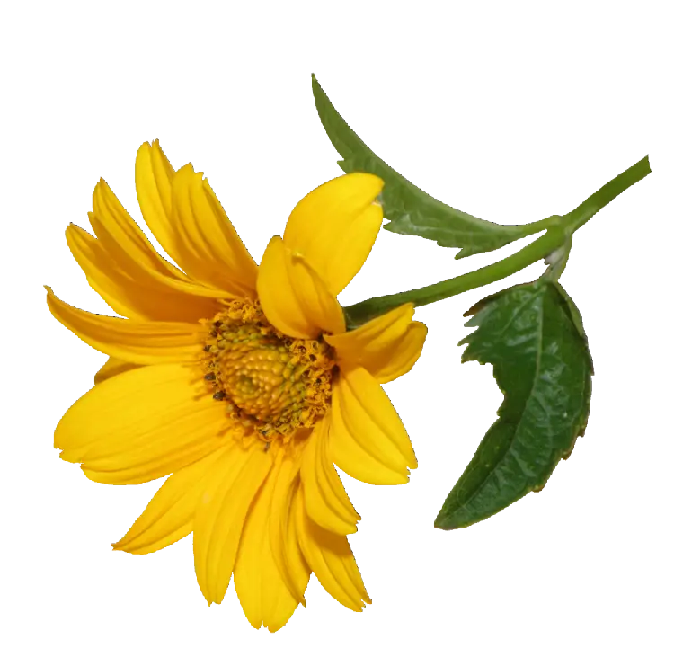 Close-Up of a Yellow Flower with Green Leaves