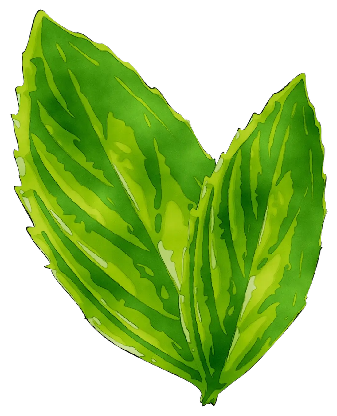 Bright Green Leaves Illustration